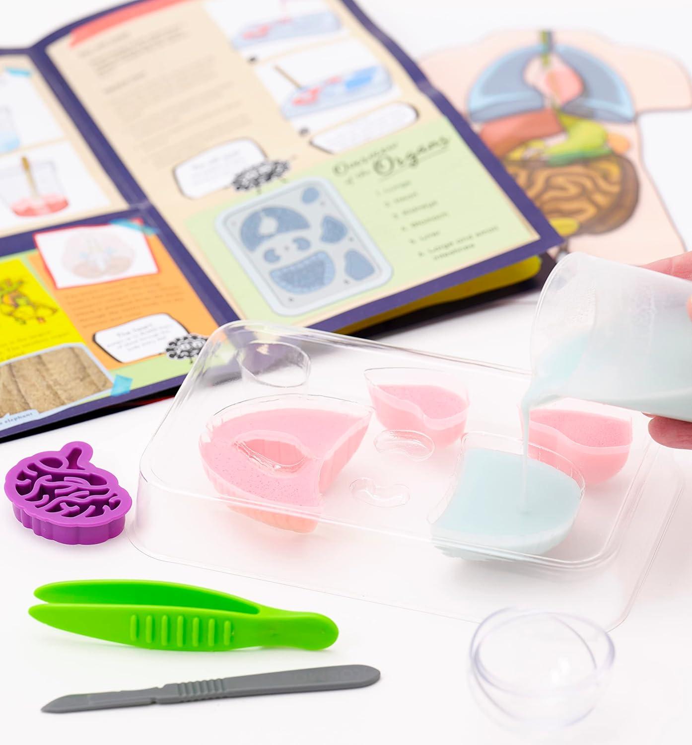 imageThames ampamp Kosmos Gross Anatomy MakeYourOwn Squishy Human Body STEM Experiment Kit  Make Colorful Models of Human Organs with Slime ampamp Putty  Fun Tactile Intro to Human Anatomy  5 Cool Activities