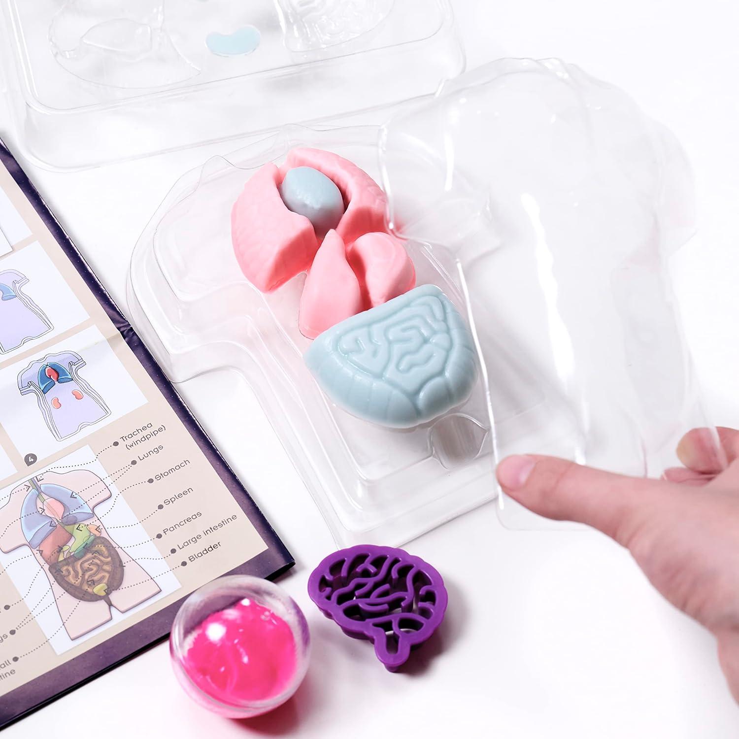 imageThames ampamp Kosmos Gross Anatomy MakeYourOwn Squishy Human Body STEM Experiment Kit  Make Colorful Models of Human Organs with Slime ampamp Putty  Fun Tactile Intro to Human Anatomy  5 Cool Activities