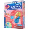 Thames & Kosmos Gross Anatomy: Make-Your-Own Squishy Human Body STEM Experiment Kit | Make Colorful Models of Human Organs with Slime & Putty | Fun, Tactile Intro to Human Anatomy | 5 Cool Activities