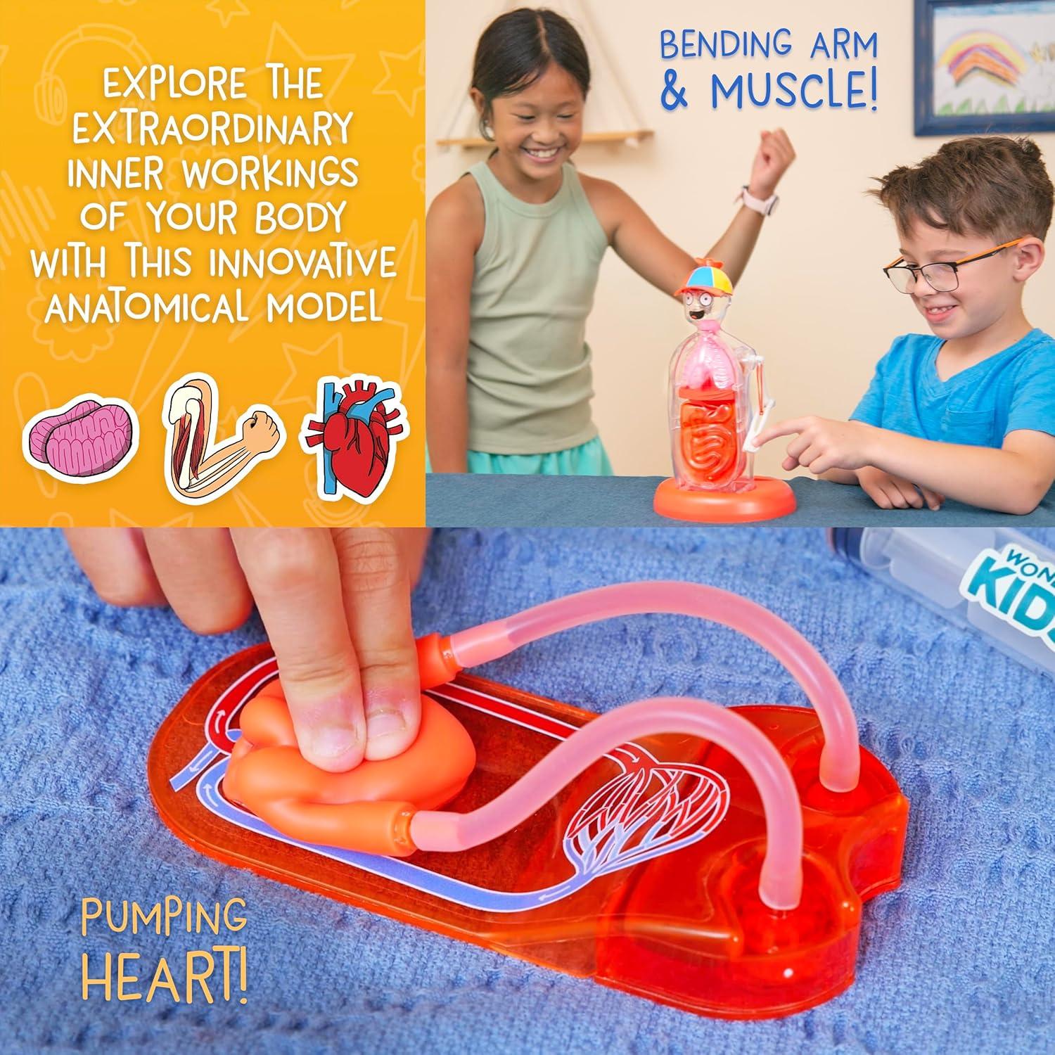 imageWow in The World The Amazing Human Body Kit by Thames ampamp Kosmos Interactive Mechanical Anatomy Model wPumping Heart Lungs Digestive Tract GlowinTheDark Bones Brain ampamp More Science for Ages 4