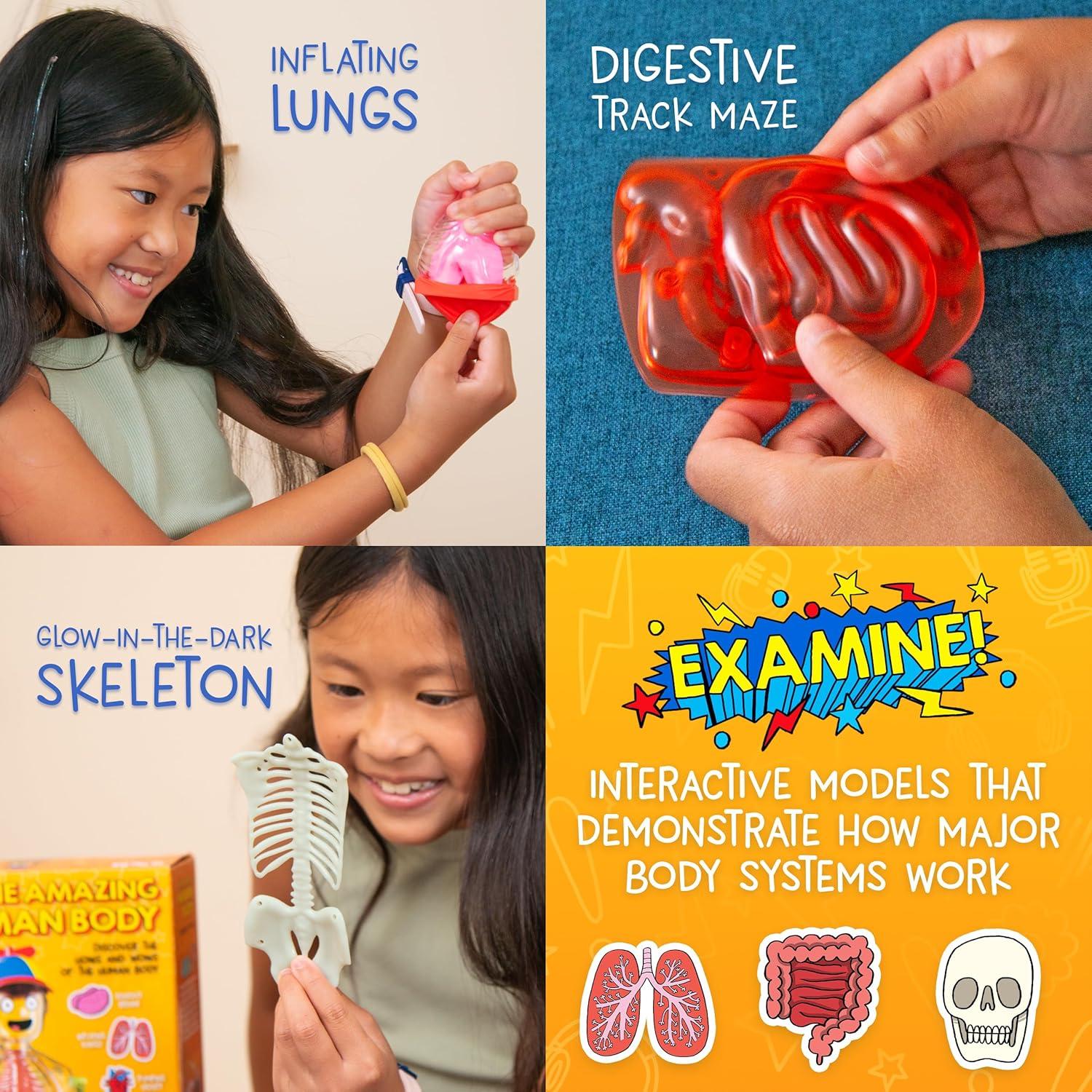 imageWow in The World The Amazing Human Body Kit by Thames ampamp Kosmos Interactive Mechanical Anatomy Model wPumping Heart Lungs Digestive Tract GlowinTheDark Bones Brain ampamp More Science for Ages 4