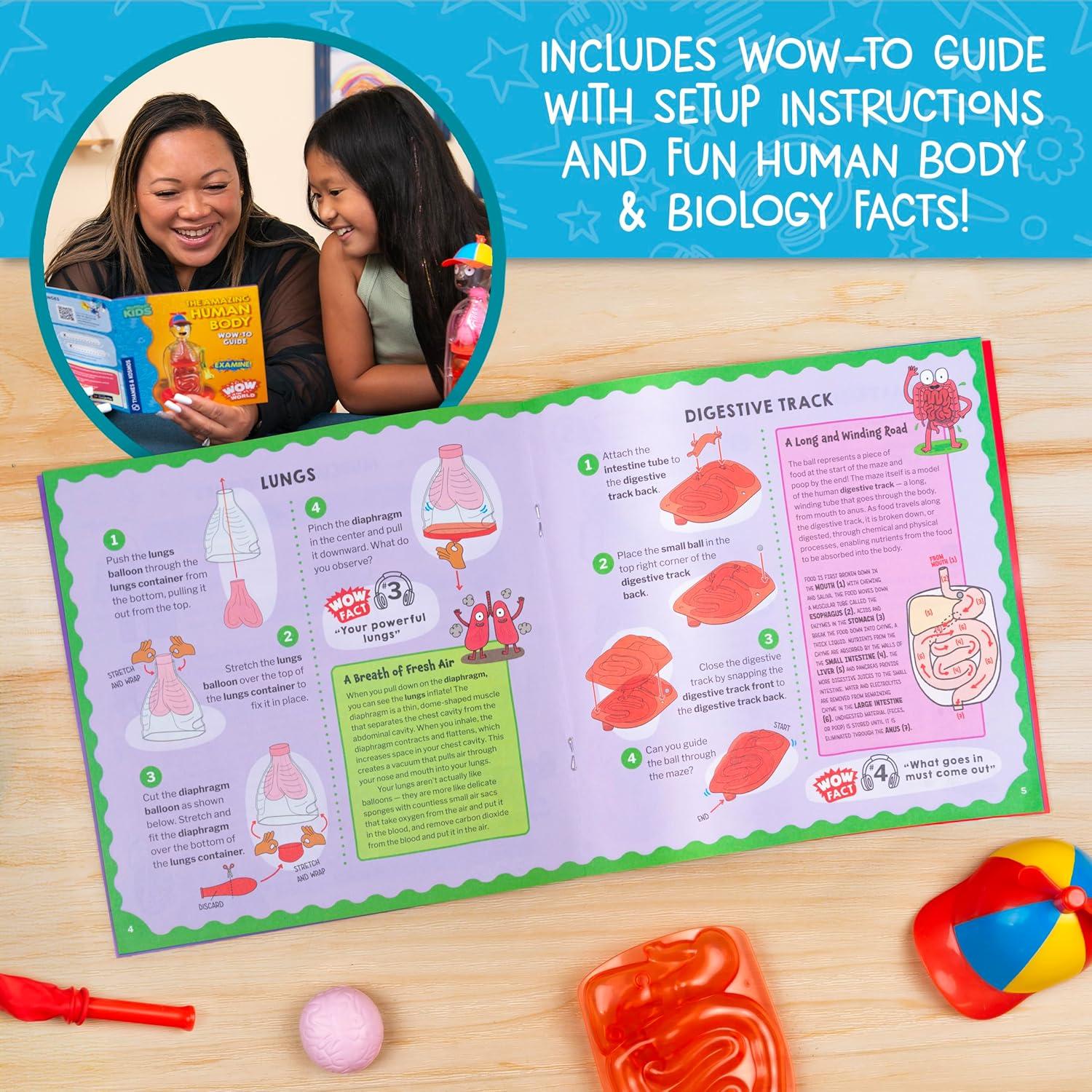imageWow in The World The Amazing Human Body Kit by Thames ampamp Kosmos Interactive Mechanical Anatomy Model wPumping Heart Lungs Digestive Tract GlowinTheDark Bones Brain ampamp More Science for Ages 4