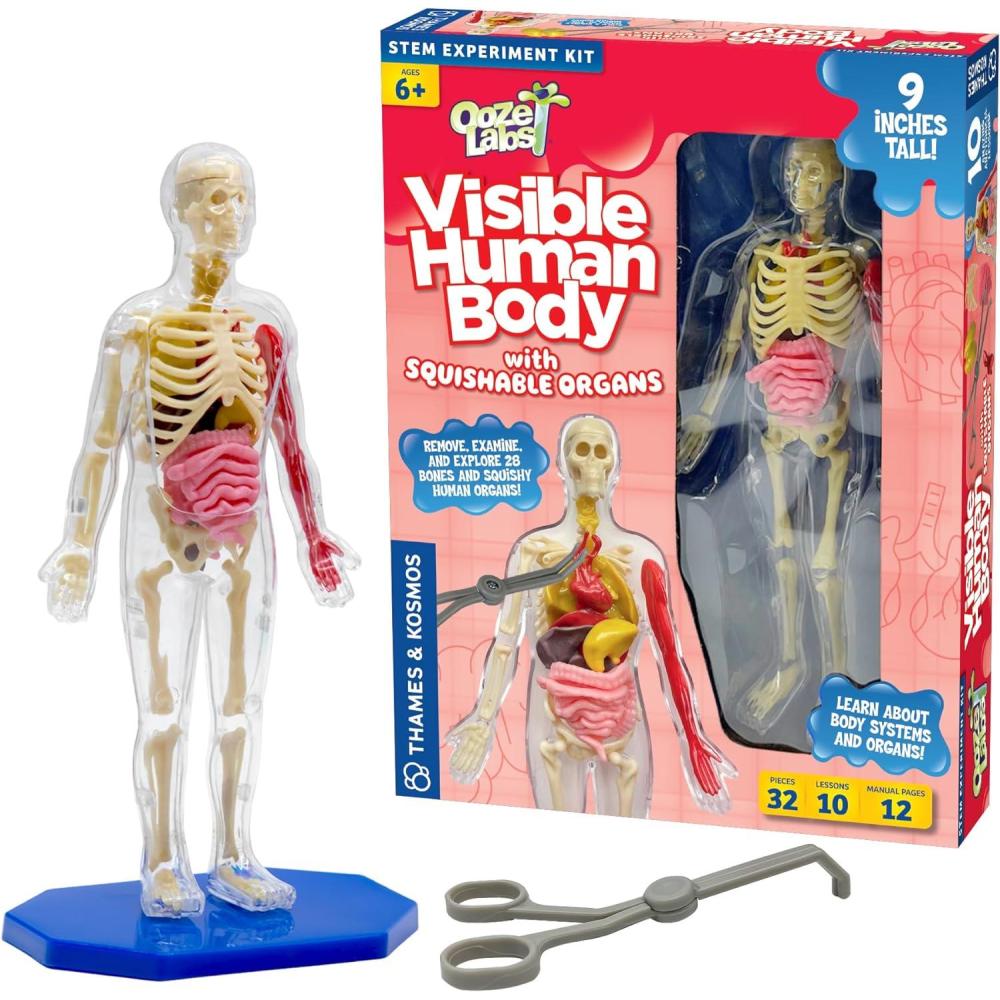 image:imageThames amp Kosmos Ooze Labs Visible Human Body with Squishable Organs9 Inches