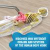 Thames & Kosmos Ooze Labs: Visible Human Body with Squishable Organs(9 Inches)