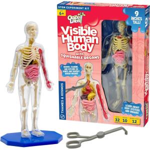Thames & Kosmos Ooze Labs: Visible Human Body with Squishable Organs(9 Inches)